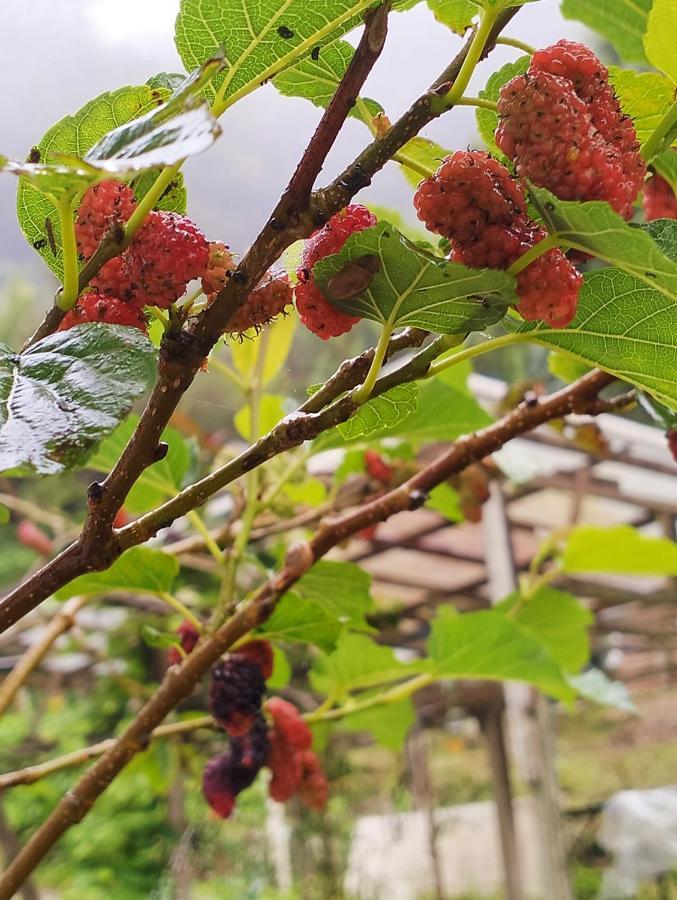 Ng Family'S Farm Stay Cameron Highlands Bagian luar foto